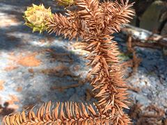 -印象牯岭小厨(牯岭街店)