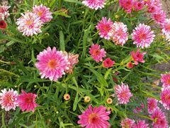 -上海鲜花港