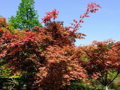 -铁山坪森林公园