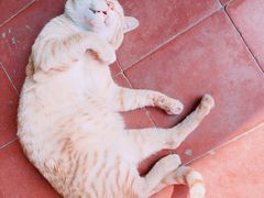 -吐斯廉屠杀博物馆