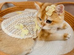 -lincat·猫舍(广州店)