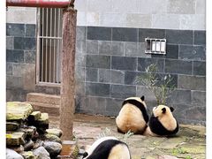 -中国大熊猫保护研究中心雅安碧峰峡基地