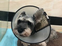 -安安宠医·安宠宠物医院