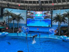 -海合安成都极地海洋公园