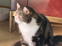-伟伟宠物医院·CT影像中心·瑞派犬猫综合性门诊(汉口总院)