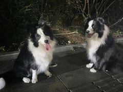 -景田北六街公园宠物主题园
