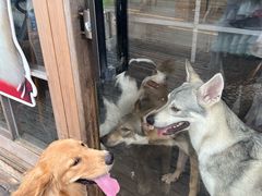 -趣多多宠物公园·宠物训犬学校·宠物寄养