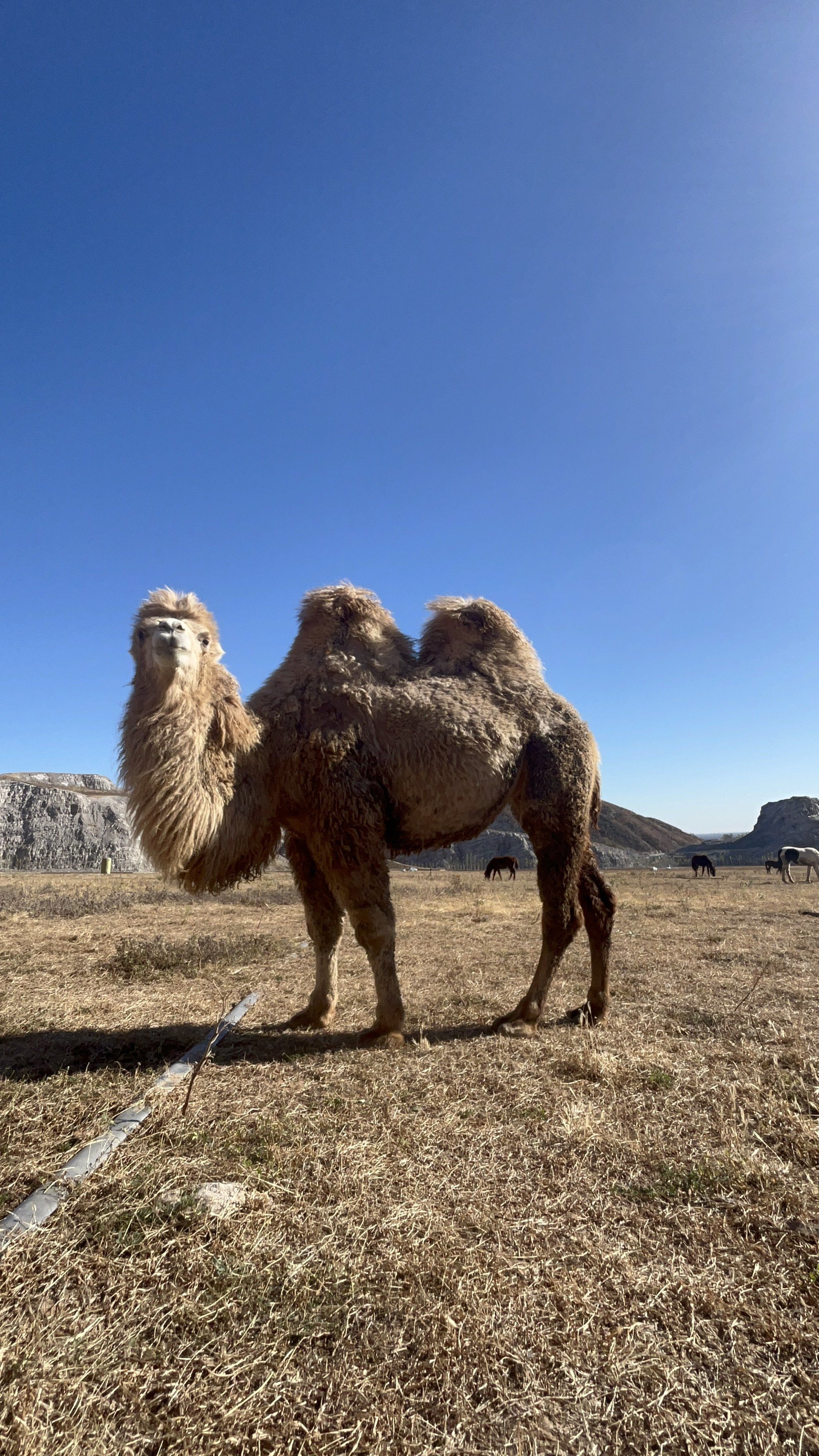 傲娇的蒋福山骆驼🐫