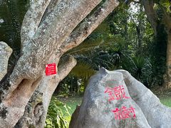 -中国科学院西双版纳热带植物园