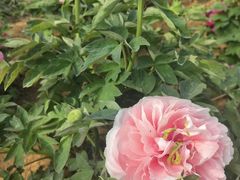 -洛阳市隋唐城遗址植物园