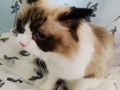 -爱洗澡的猫(望京店)