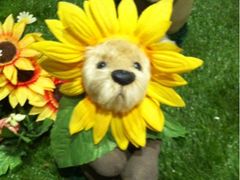 熊-济州岛泰迪熊博物馆