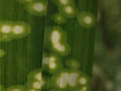 -桤木河湿地公园