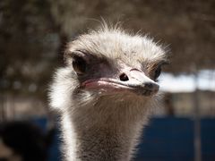 -青藏高原野生动物园