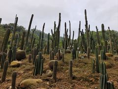 -深圳仙湖植物园