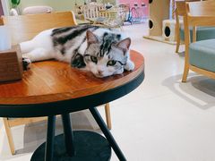 -藏猫猫咖啡主题馆(中央大道店)