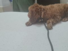 -瑞鹏宠物医院·普外科·影像科·皮肤科(城市山谷分院)