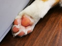 -柯斗斗主题餐厅·狗咖·围炉煮茶·茶饮(国瑞升平里店)