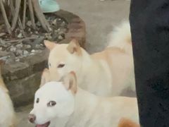 -柴犬高等学院·狗咖·柴犬售卖·宠物训练