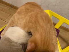 -Cappucimeow猫咪咖啡馆(韦伯时代店)