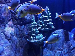 -成都浩海立方海洋公园