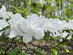 -南京古林公园