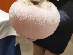 -鲐赏河豚(长寿店)
