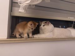 -翊宠yipet猫狗购宠庄园犬舍•猫舍