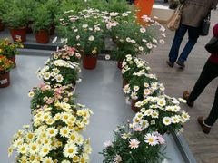 android_upload_pic-荷兰花海