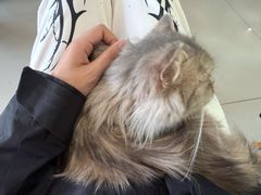 -平行世界·猫咖(首经贸店)