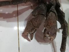 -海盗餐厅