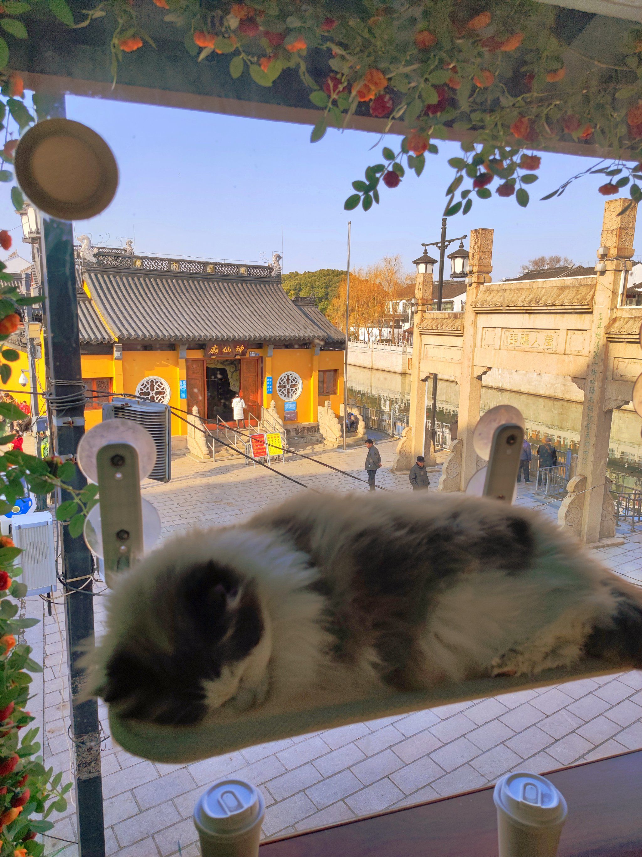 苏州📍神仙庙前的猫咖也太灵了吧～🐱