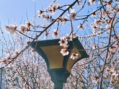 -桃花堤公园