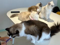 -怪兽屋·羊驼·猫咖·狗咖(俊华广场店)