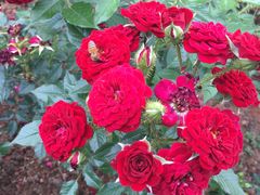 -人民公园(罗湖区)