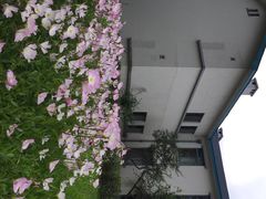 iphone_upload_pic-上海市保健医疗中心(华东疗养院)