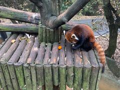 -云南野生动物园