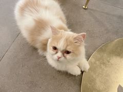 -飞行喵MR PILOT|猫舍·猫咖(静安大融城店)