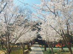 -香雪海