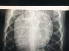 -萌兽医馆·绝育·24小时内科·宠物医院(德胜店)