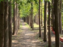 -上海长兴岛郊野公园