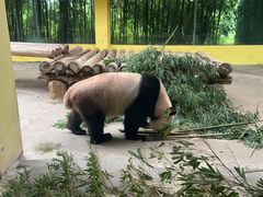 -杭州野生动物世界