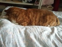 -北京赛佳动物医院