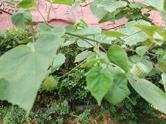-广州神农草堂中医药博物馆