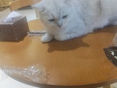 -藏猫猫咖啡主题馆(中央大道店)
