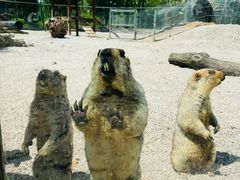 -哈尔滨北方森林动物园