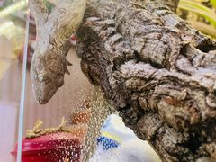 -Rabbit Cafe私房西餐甜点咖啡(栖霞路店)