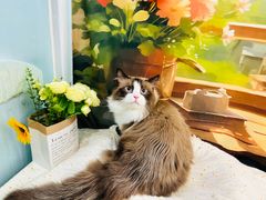 -爱洗澡的猫(望京店)
