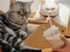 -有猫主题·治愈系猫咖(曾厝垵店)