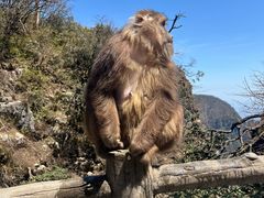 -峨眉山风景名胜区